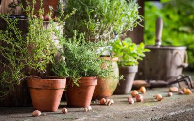 Kompleksowy przewodnik: jak uprawiać zioła i warzywa na balkonie