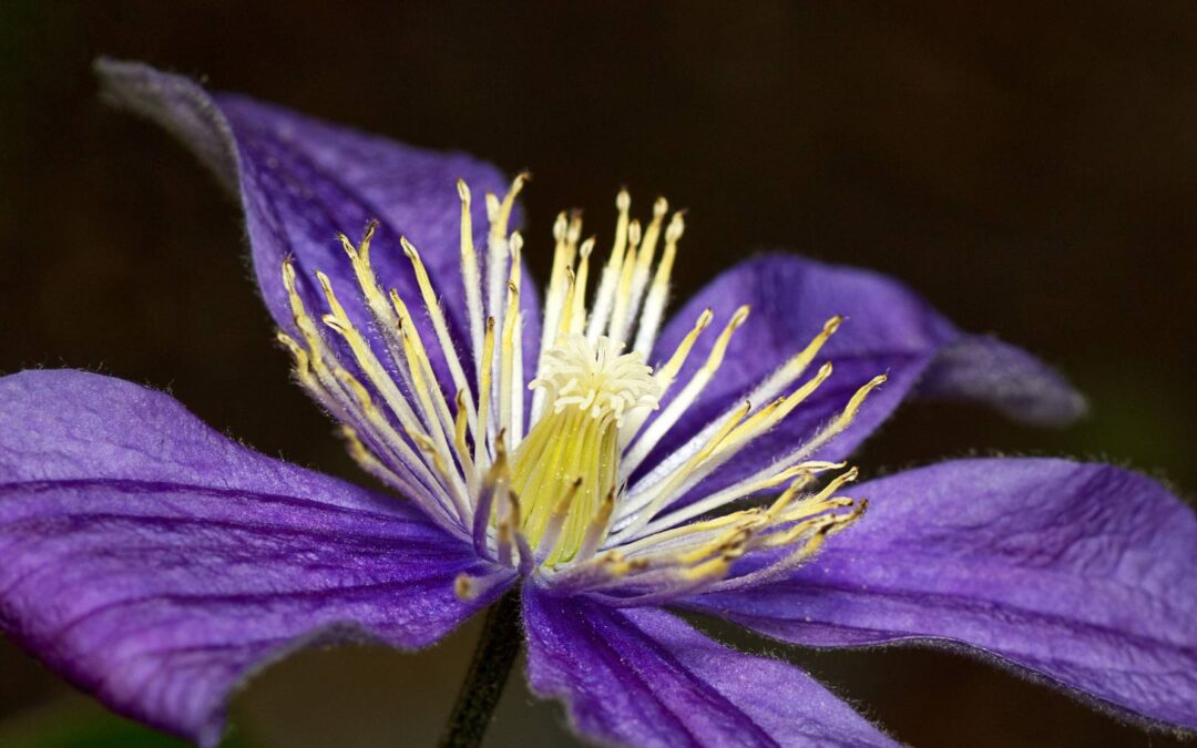 Clematis „Polish Spirit” — jak uprawiać jedną z najlepszych odmian powojników