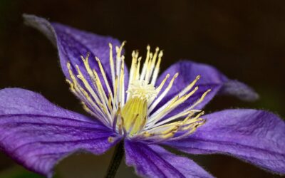 Clematis „Polish Spirit” — jak uprawiać jedną z najlepszych odmian powojników